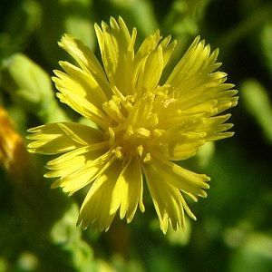 flor lechuga flor-lechuga