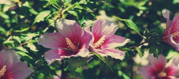 floración de la rosa de siria