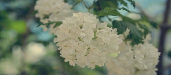 floración de viburnum opulus
