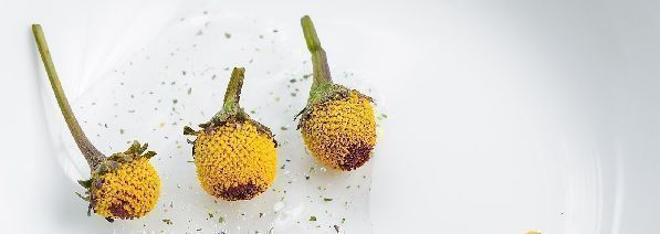 flores comestibles de boton de Sechuan