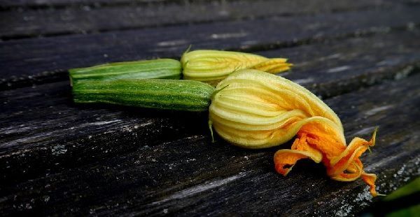 flores comestibles de calabacín usadas para condimentar platos