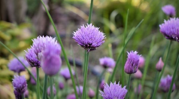 flores comestibles de cebollino