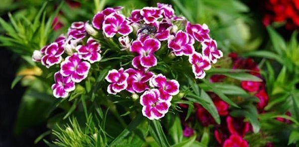Flores comestibles del clavel de los poetas