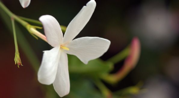 flores comestibles de jazmín