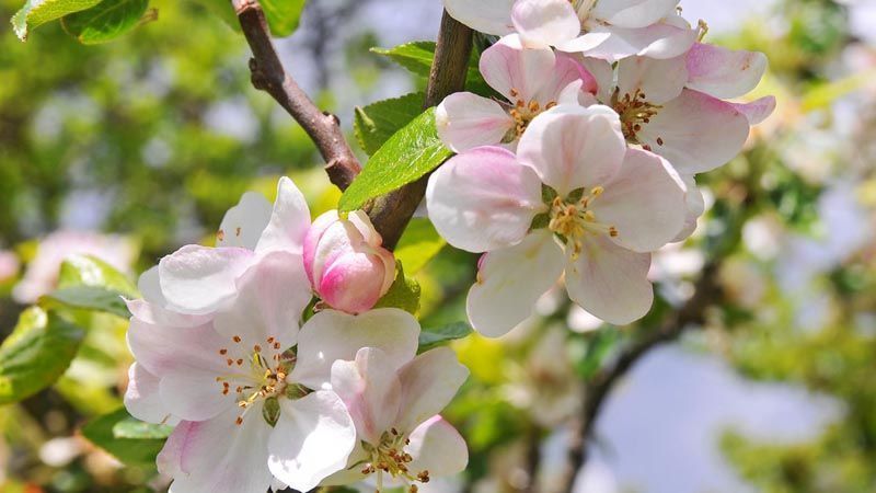 flores de manzano