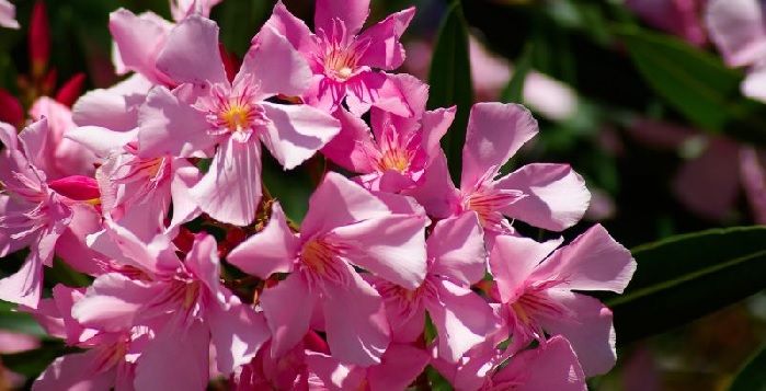 flores no comestibles de adelfa