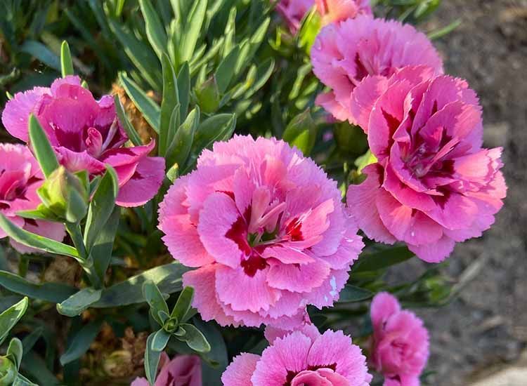 flores rosas clavelinas
