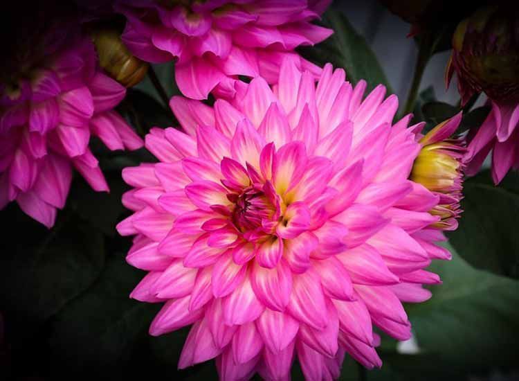 Flores rosas Dalia