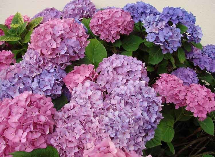Flores rosas hortensia