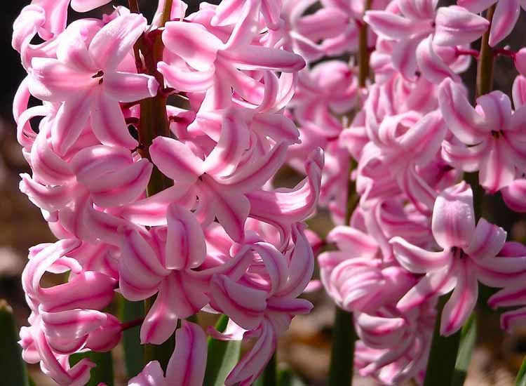flores rosas jacinto