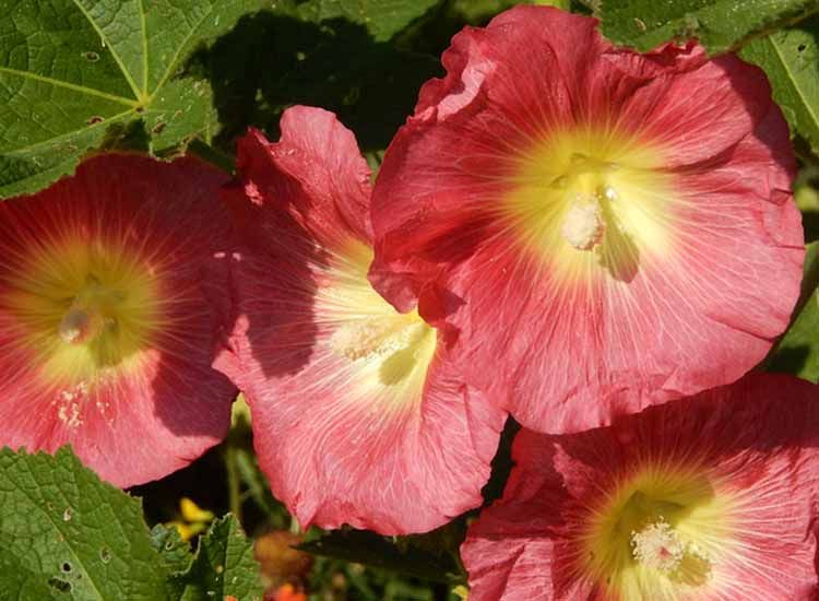 flores rosas malva real