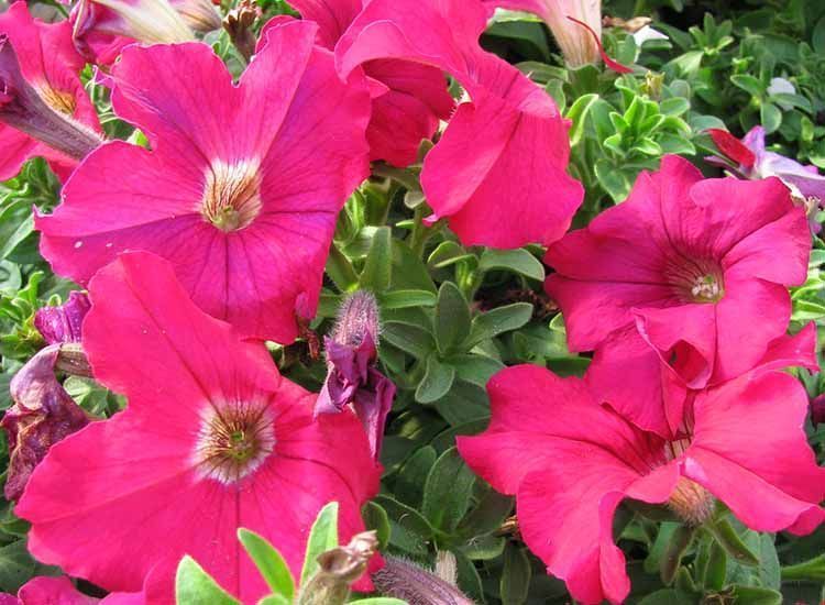 flores rosas petunia