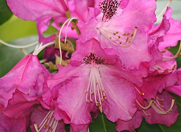flores rosas rododendro