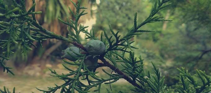 fructificacion del cedro blanco