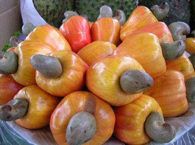 fruto y pseudofruto del anacardo