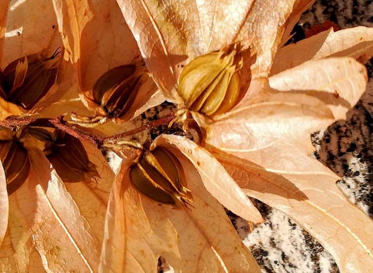 fruto de carpe