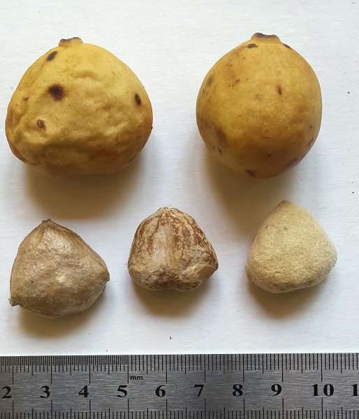 fruto de marula