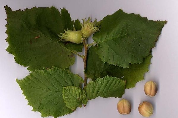 frutos del avellano europeo