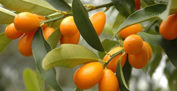 frutos anaranjados del kumquat