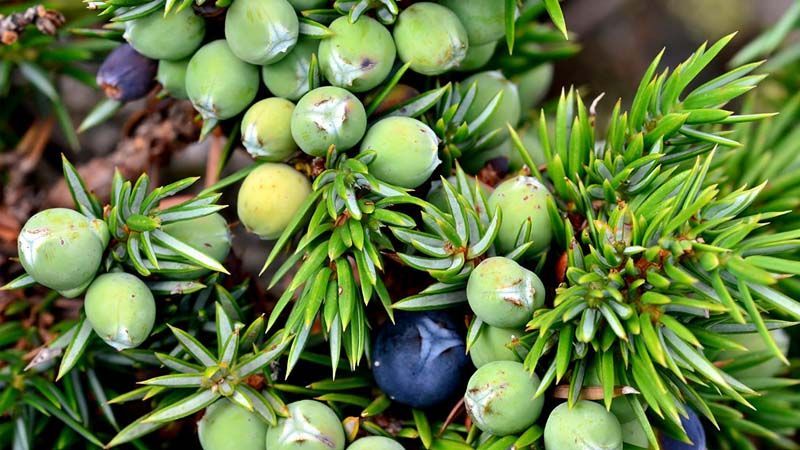 enebro juniperus communis