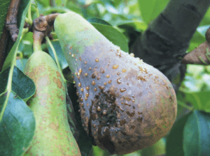 fuego bacteriano fuego bacteriano. Erwinia amylovora