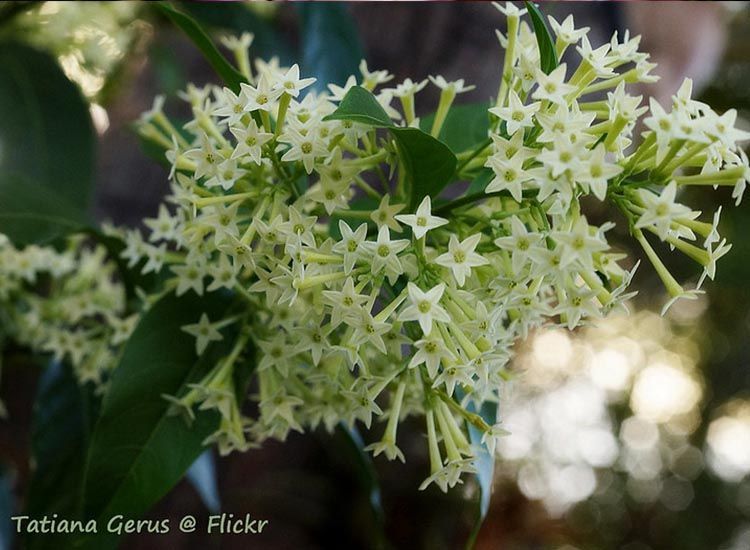 Flor de galán de noche