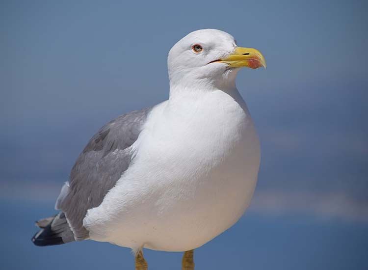 ahuyentador de pájaros
