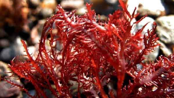 gelidium robustum algas marinas pardas