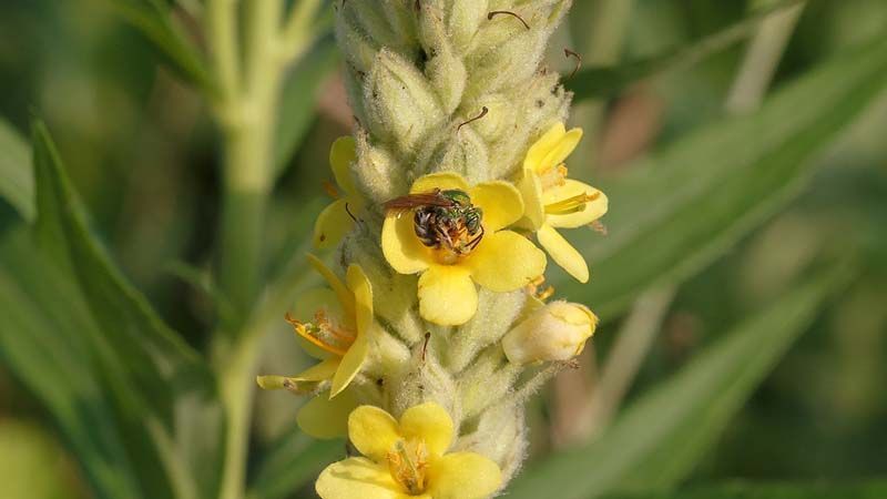 detalle flor de verbasco