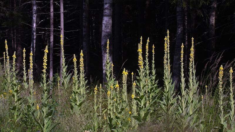 Verbascum thapsus