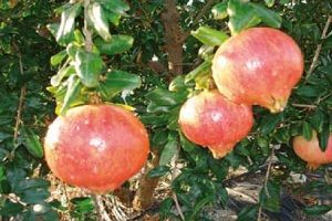 granado variedad Mollar granado variedad Mollar