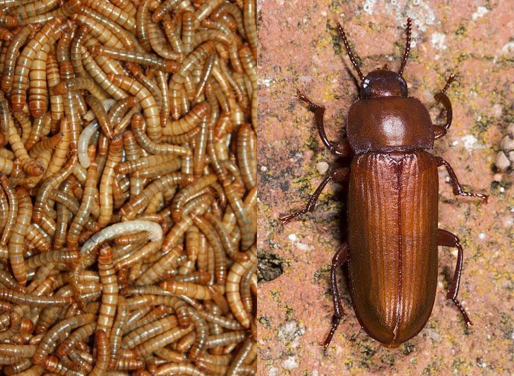 gusano de la harina larva y adulto