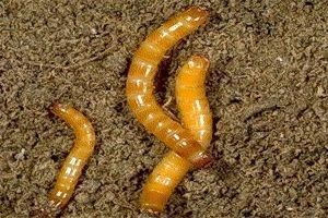 gusano del alambre huerto ecológico gusano del alambre