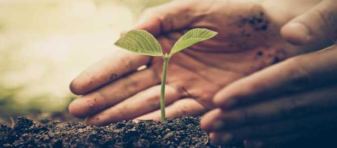 guía sobre nutrición vegetal