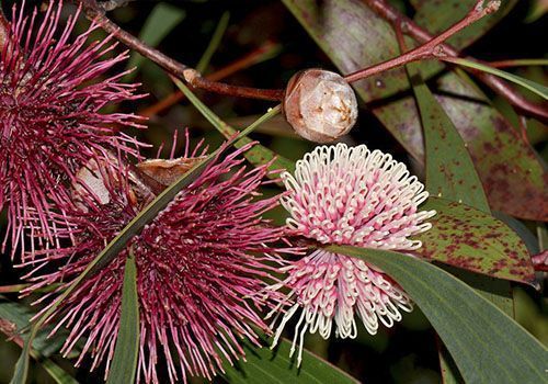 hakea laurina