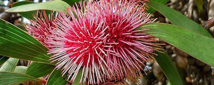hakea laurina