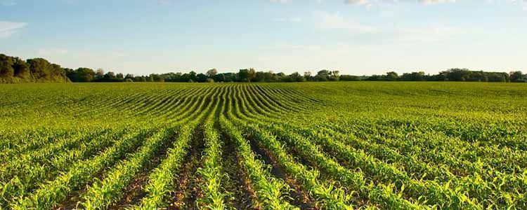herbicidas utilizados en la agricultura