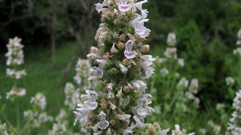 menta gatera nepeta cataria