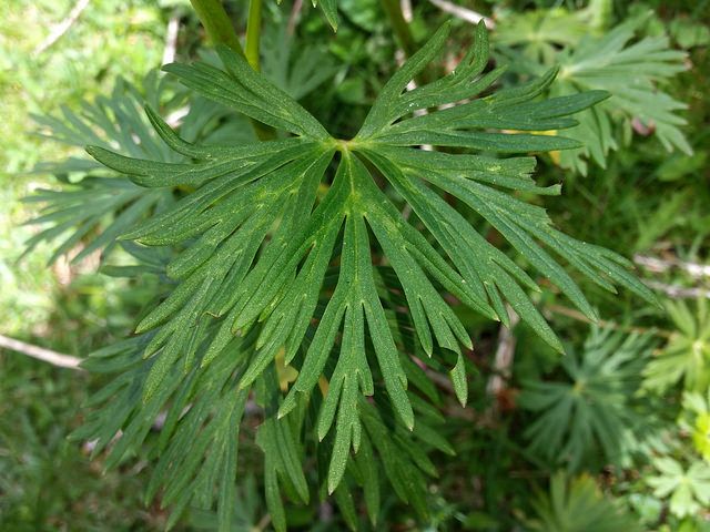 hoja aconito Aconitum napellus