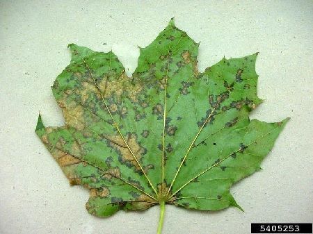 hoja afectada por antracnosis