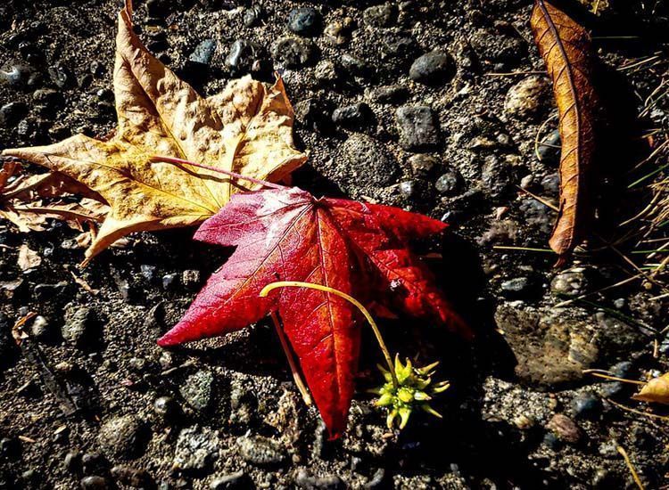 Hojas de liquidambar