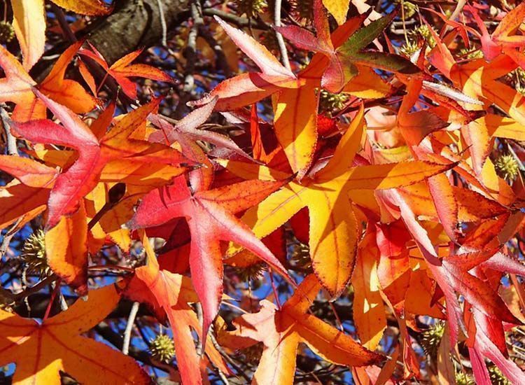 Hojas de liquidambar en otoño