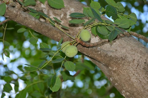 hojas y fruto de marula