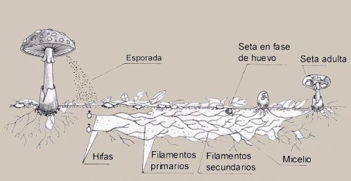 Hongo Estructura hongo