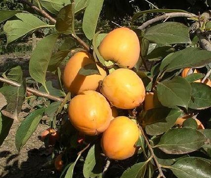 hormonas vegetales en caqui
