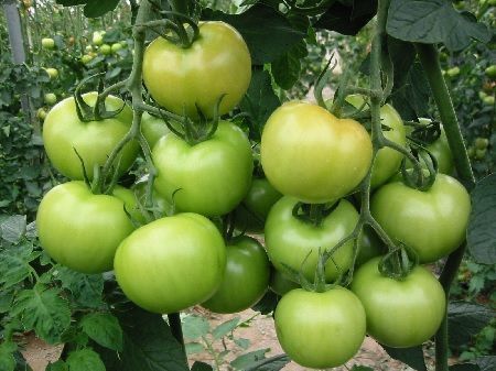 hormonas vegetales en frutos