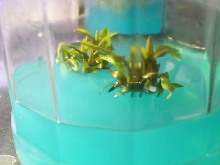 hormonas vegetales experimentales