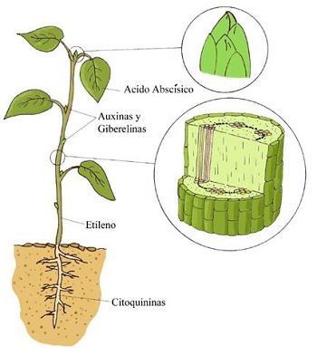 hormonas vegetales y citoquinina