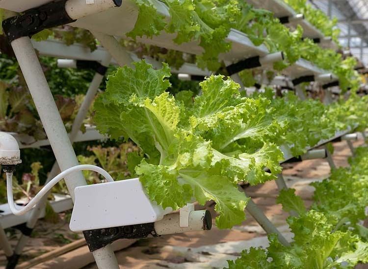 huerto vertical cultivo hidropónico de lechuga
