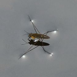 humedad del suelo gerris lacustris